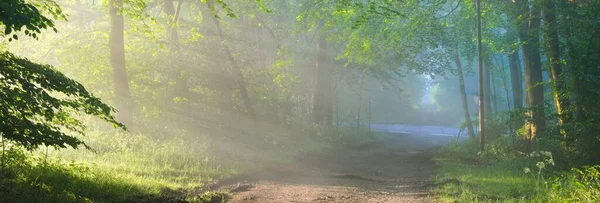 Weg Een Majestueus Bos Natuurlijke Tunnel Machtige Boomsilhouetten Mist Zonnestralen — Stockfoto