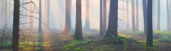 朝の霧の中で雄大な常緑樹林のパノラマビュー 強大な松の木のシルエット 大気の夢のような夏の風景 太陽光線 神秘的な光 ファンタジー おとぎ話 — ストック写真