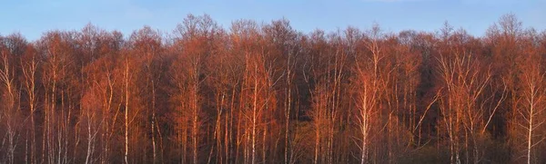 Gyllene Björk Träd Skog Klarblå Himmel Med Färgglada Rosa Solnedgång — Stockfoto