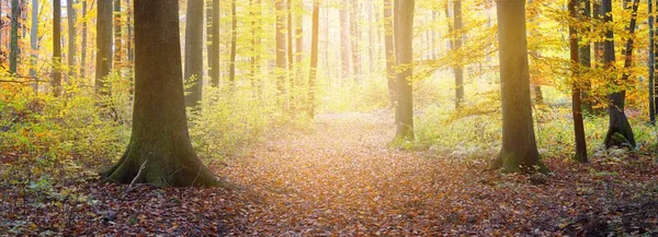大きな根を持つ黄金のブナの木を通る歩道 オレンジ 黄色の葉の森の床 木の幹から神秘的な光 ドイツ ハイデルベルクの環境保全 — ストック写真