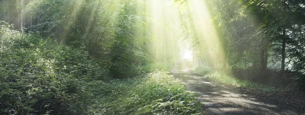 Caminho Uma Majestosa Floresta Decídua Verde Túnel Natural Fortes Silhuetas — Fotografia de Stock