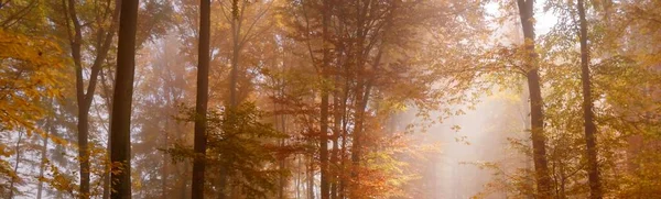 Sentier Tunnel Dans Une Majestueuse Forêt Hêtres Coucher Soleil Des — Photo