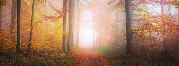 Sentier Travers Les Hêtres Moussus Dorés Sol Forestier Feuilles Rouges — Photo