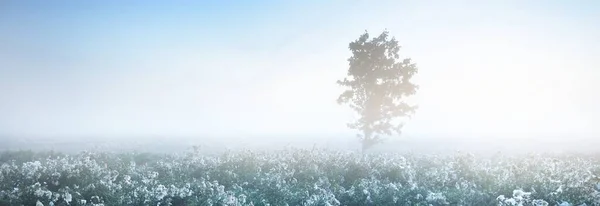 Einsamer Ahornbaum Und Ein Blühendes Feld Morgennebel Bei Sonnenaufgang Lettland — Stockfoto