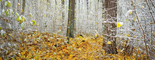 Bagnisty Jesienny Las Zielone Złote Liście Sosny Klony Brzozy Pokryte — Zdjęcie stockowe