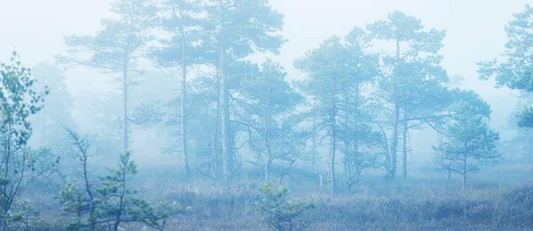 Foresta Sempreverde Palude Una Fitta Nebbia Misteriosa All Alba Lettonia — Foto Stock