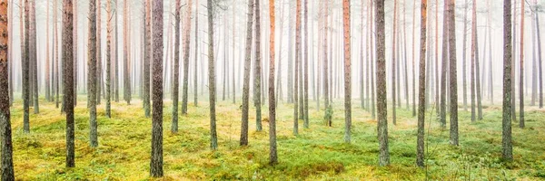 Pathway Evergreen Forest White Mist Mighty Pine Trees Moss Fern — Stock Photo, Image