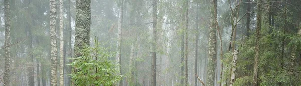 Abeto Verde Joven Pino Siempreverde Abedules Una Niebla Blanca Primera — Foto de Stock