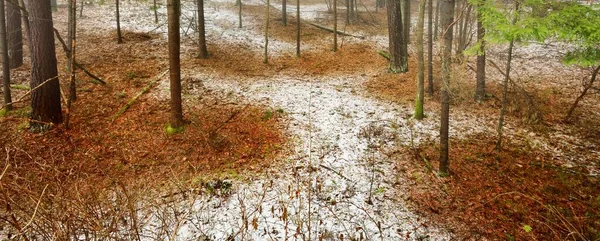 Parcours Travers Les Collines Majestueuse Forêt Feuilles Persistantes Nord Feuilles — Photo