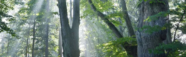 Uzun Yeşil Ihlamur Ağaçlarından Akan Güneş Işınları Şehir Parkında Bir — Stok fotoğraf