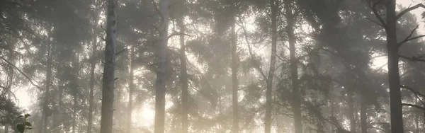 日の出の濃い白い霧の中で常緑樹林 トウヒ モミの木 絵のように美しいモノクロの風景 大気の秋の風景 生態系 森林破壊 — ストック写真
