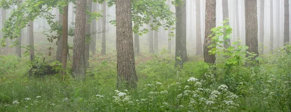 Caminho Através Majestosa Floresta Perene Nevoeiro Misterioso Abeto Abeto Pinheiros — Fotografia de Stock