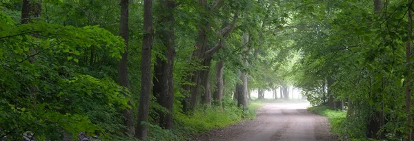 Yeşil yaprak döken ağaçların arasında karanlık, gizemli bir ara sokak (tek şerit kırsal yol). Idyllic manzara. Doğal tünel. Bisiklet, spor, kuzey yürüyüşü, eko-turizm, çevre, ekoloji, doğa