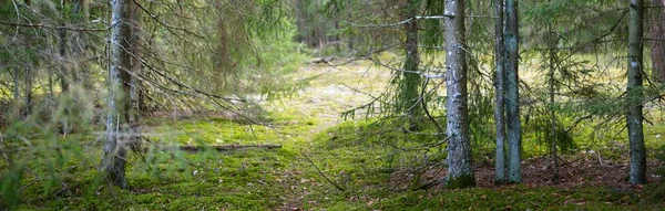 Panorámás Kilátás Fenséges Örökzöld Erdőben Erős Fenyő Lucfenyő Kora Tavasz — Stock Fotó