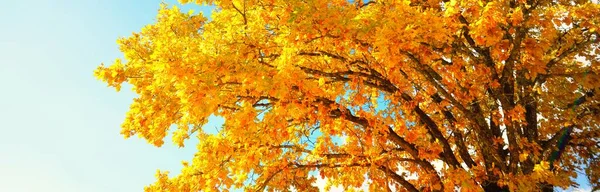 Carvalho Poderoso Com Amarelo Colorido Laranja Folhas Douradas Contra Céu — Fotografia de Stock