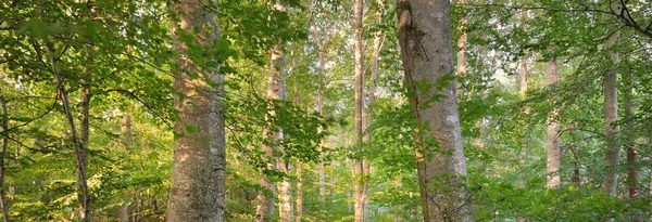 Güçlü yeşil kayın ağaçları, eski ağaç gövdeleri. Sonbaharın başında. Güneş ışığı. Karanlık atmosferik manzara. Saf doğa, ekoloji, çevre, eko turizm