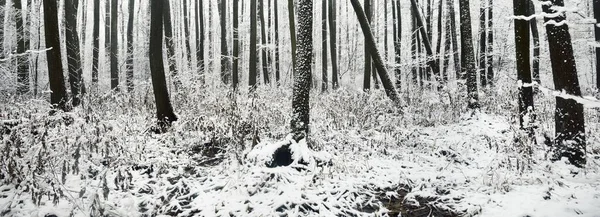 Moerasbos Een Sneeuwstorm Eerste Sneeuw Bomen Een Vorst Winter Wonderland — Stockfoto