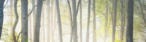 Sis içindeki görkemli orman. Güçlü ağaçlar, renkli yapraklar, yosun, eğrelti otu, bitkiler. Atmosferik panoramik manzara. Yumuşak güneş ışığı, güneş ışınları. Ekoloji, mevsimler, sonbahar, eko turizm