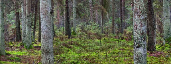 Sisli yemyeşil ormanın panoramik manzarası. Güçlü çam ağaçları, yosun, eğreltiotu. Karanlık atmosferik manzara. Estonya