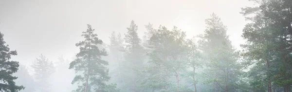 Evergreen Forest Sunrise Trees Close Morning Fog Sunlight Flowing Trunks — 图库照片
