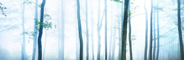Могучие Силуэты Деревьев Густом Тумане Свет Текущий Через Стволы Темно — стоковое фото
