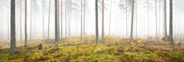 Vue Panoramique Sur Forêt Brumeuse Automne Herbe Verte Feuilles Rouges — Photo