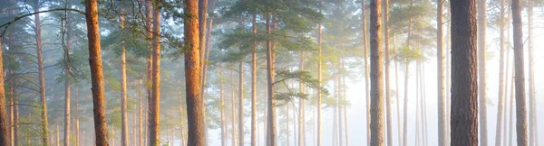 안개가 자욱하게 상록수 마이티 실루엣 대기의 꿈같은 황금빛 — 스톡 사진