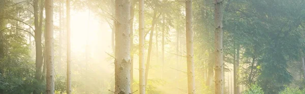 晨雾中雄伟的常绿森林的全景 巨大的松树轮廓 大气梦幻般的夏季风景 太阳光 神秘的光 童话故事 — 图库照片