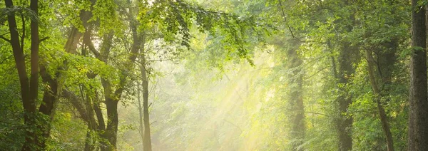 Vista Panorâmica Majestosa Floresta Decídua Verde Pinhal Uma Névoa Matinal — Fotografia de Stock