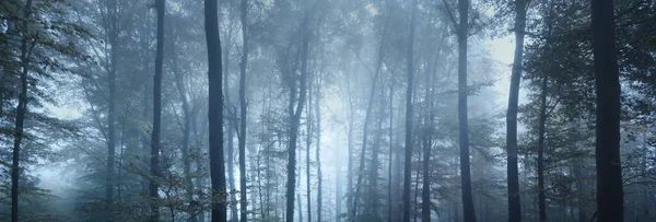 Caminho Túnel Uma Majestosa Floresta Faia Pôr Sol Árvores Fortes — Fotografia de Stock