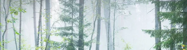 Pathway Majestic Evergreen Pine Forest Fog Soft Sunlight Sunbeams Panoramic — Stock Photo, Image