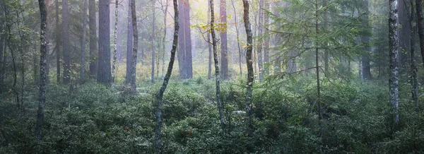 Görkemli çam ormanının içinden sisli bir yol. Yumuşak güneş ışığı, güneş ışınları. Panoramik görünüm