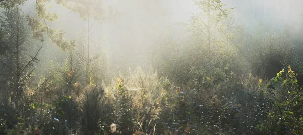 Mystisk Vintergrön Skog Vid Soluppgången Gyllene Solljus Solstrålar Dimma Dis — Stockfoto