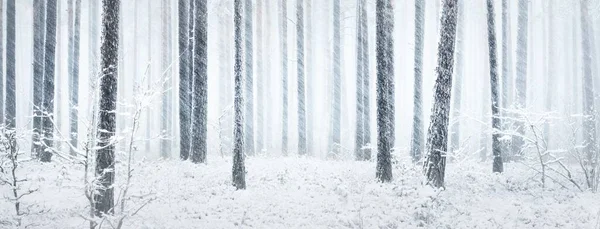 눈보라 눈덮인 소나무 정원과 풍경이었습니다 겨울의 파노라마처럼 보입니다 — 스톡 사진