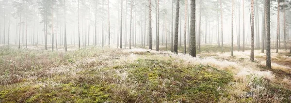 Parcours Travers Forêt Sempervirente Dans Une Brume Blanche Pins Mousses — Photo