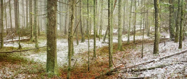 Kuzey Evergreen Ormanının Görkemli Tepelerinden Geçen Yol Altın Yapraklar Güçlü — Stok fotoğraf