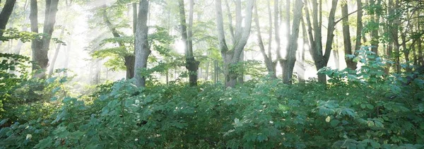 Uzun yeşil ıhlamur ağaçlarından akan güneş ışınları. Şehir parkında bir sokak. Peri ormanı sahnesi. Sanat, umut, cennet, vahşi doğa, yalnızlık, saf doğa kavramları.