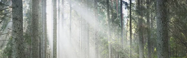 Rayons Solaires Traversant Les Troncs Conifères Lever Soleil Forêt Feuilles — Photo