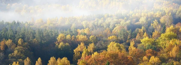 在晨雾中 鸟瞰着五彩斑斓的红 黄三棵树的群山 鸟瞰着全景 令人叹为观止 美丽的秋天风景 拉脱维亚Sigulda Gauja国家公园 — 图库照片