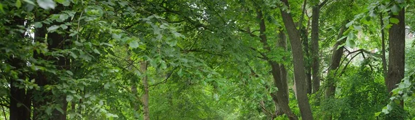 Görkemli yaprak döküntüsü ve çam ormanı. Ağaçlar, yosunlar, eğrelti otları, bitkiler. Yumuşak günbatımı ışığı. Idyllic manzara. Doğa, mevsimler, çevre koruma, ekoloji, eko-turizm