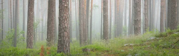 霧の中で雄大な常緑樹林 力強い松やトウヒの木のシルエットをクローズアップ 大気中の夢のような風景 柔らかい光だ ファンタジー おとぎ話 パノラマビュー — ストック写真