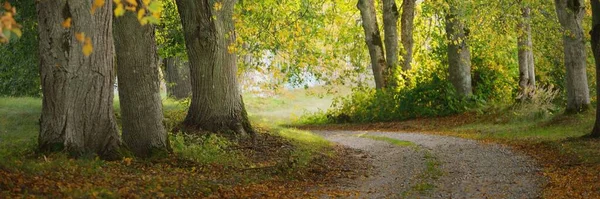 Eine Leere Landstraße Allee Durch Die Bunten Laubbäume Mit Grünen — Stockfoto