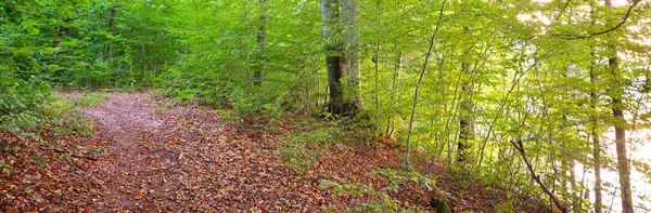 Dunkelgrüne Buchen Bei Sonnenuntergang Uralte Baumstämme Nahaufnahme Waldboden Aus Bunten — Stockfoto