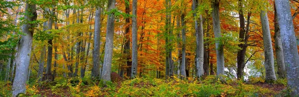 Panoramatický Výhled Kopce Bukovém Lese Mohutné Kmeny Stromů Žluté Červené — Stock fotografie