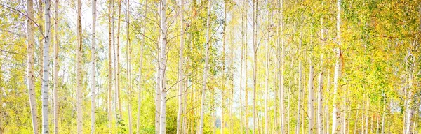 Paesaggio Pittoresco Della Foresta Betulle Dorate Una Chiara Giornata Sole — Foto Stock