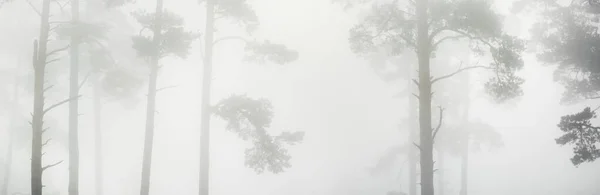 Cenário Panorâmico Pitoresco Floresta Perene Uma Névoa Branca Espessa Paisagem — Fotografia de Stock