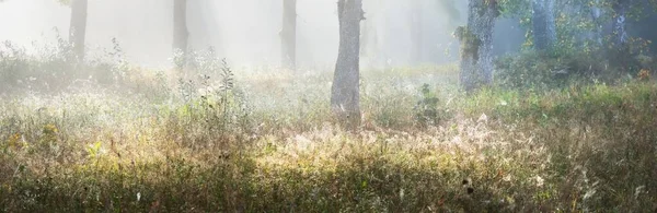 Den Pittoreska Naturen Den Mörka Skogen Mystisk Dimma Vid Soluppgången — Stockfoto