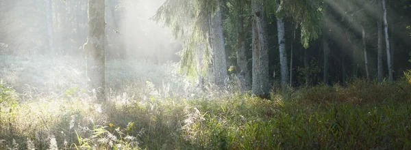 日の出の朝の霧の中で暗い神秘的な常緑樹林の絵のような風景 幹から陽が差し込む カラフルな黄金の白樺 モミの木のクローズアップ 大気の秋の風景 — ストック写真