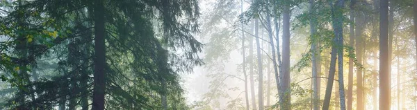 霧の中で雄大な森 強大な木 カラフルな葉 大気中のパノラマ風景 陽射しが柔らかい 生態系 エコツーリズム — ストック写真