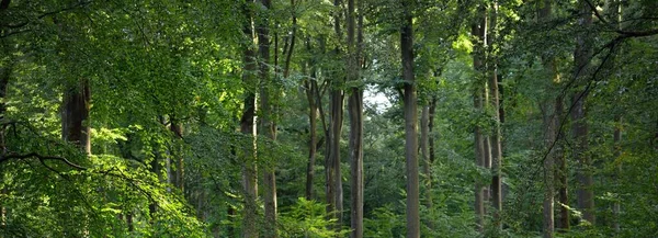 Panoramatický Výhled Temný Tajemný Bukový Les Mocné Stromy Sluneční Světlo — Stock fotografie